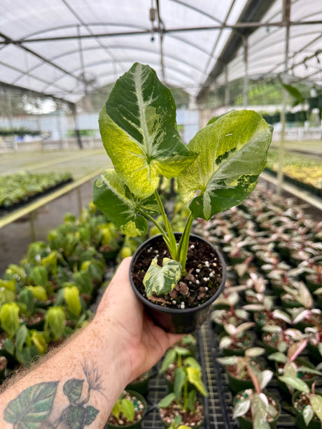 4" Syngonium ‘Scrambled Eggs’ (variegated wendlandii) - Canopy Plant Co.