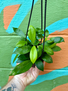 4” Hoya ‘Obscura’ hanging basket - Canopy Plant Co.