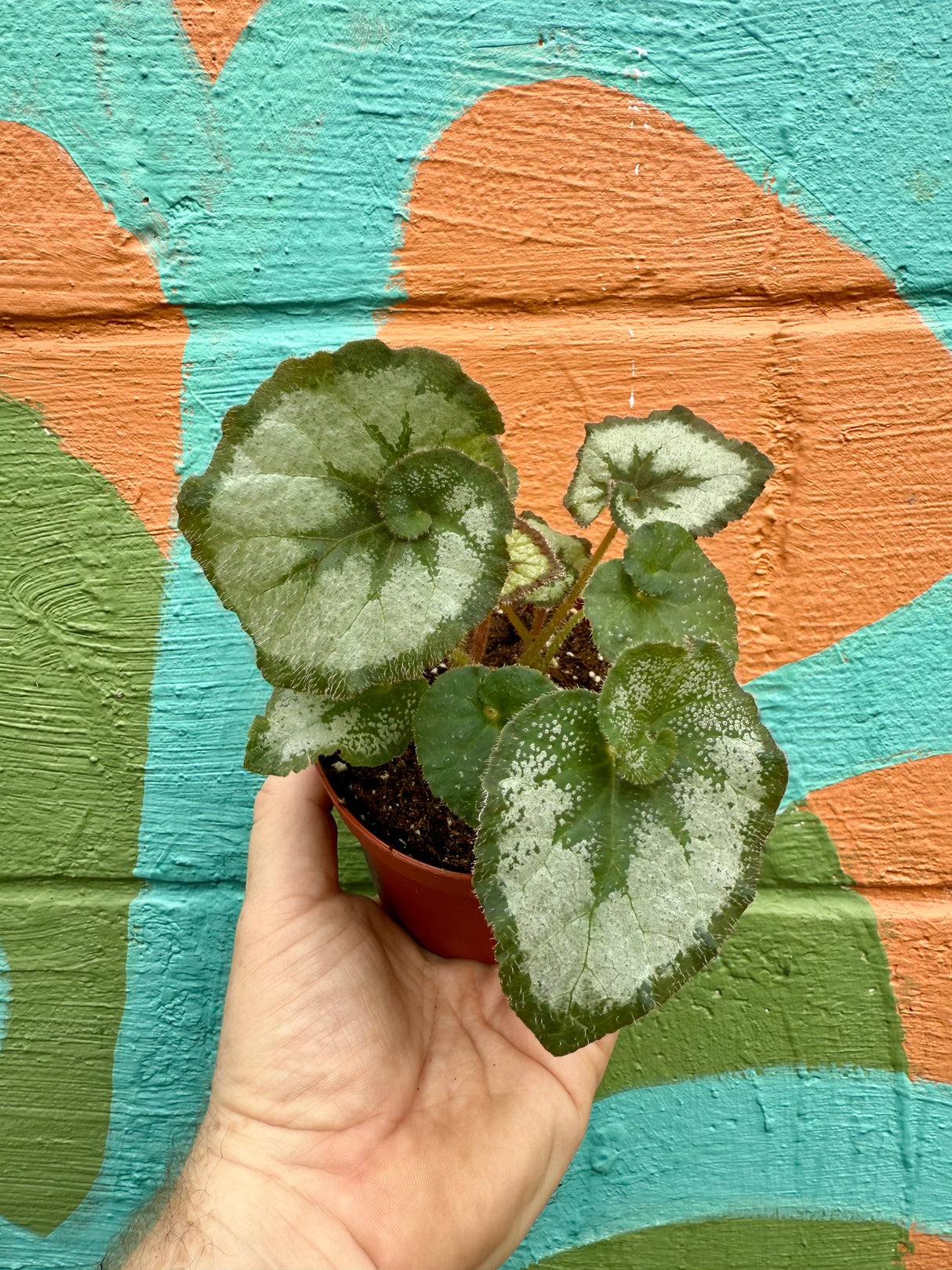 4" Begonia 'Escargot'