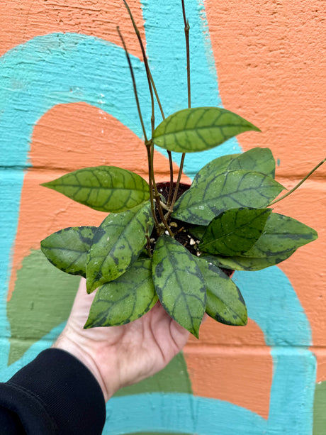 4” Hoya callistophyla hanging basket - Canopy Plant Co.