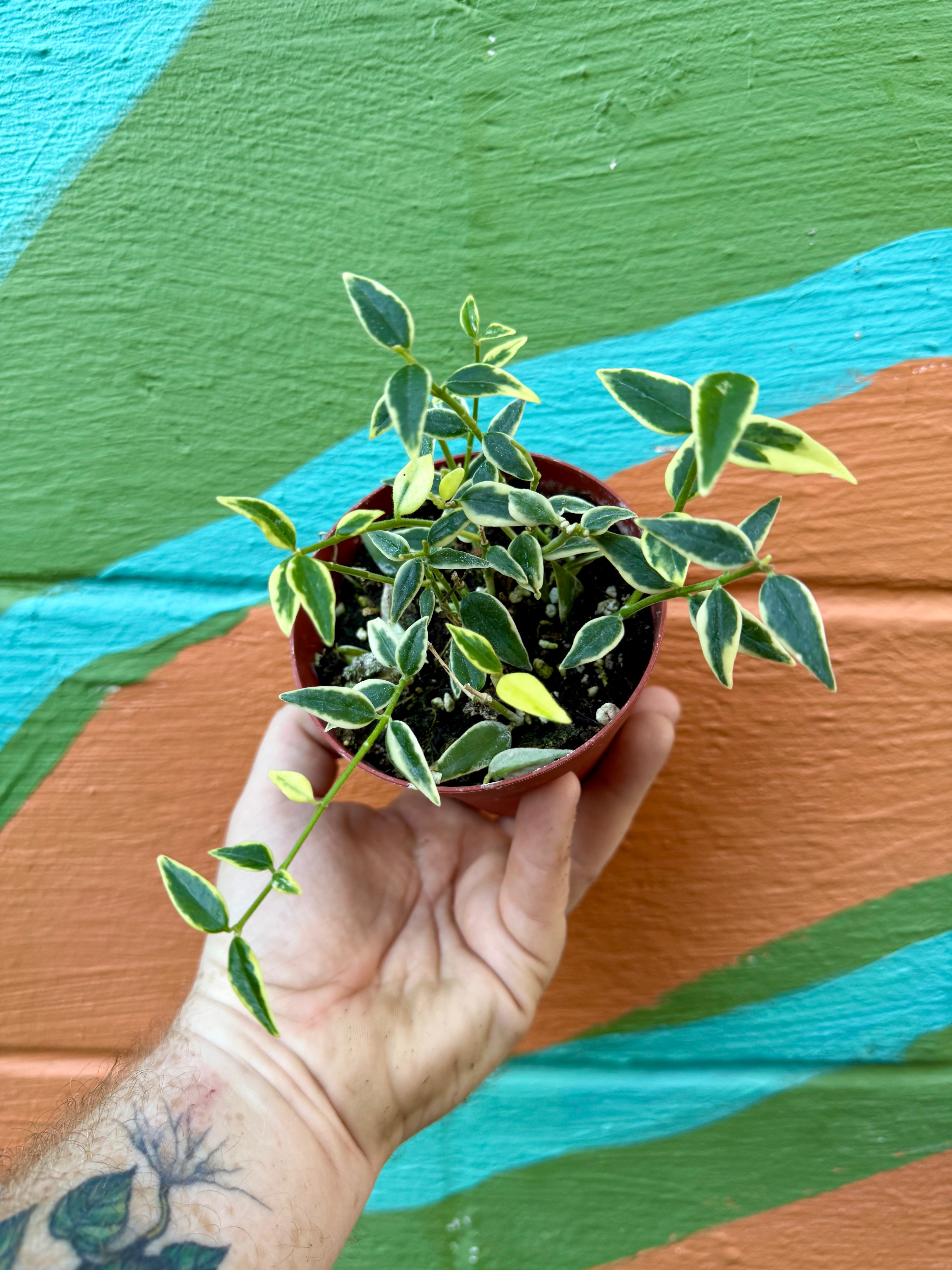 Canopy Plant Co. Hoya Bella Variegated