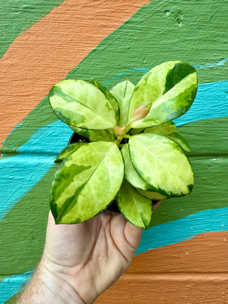 4" Hoya ‘Lisa’ - Canopy Plant Co.