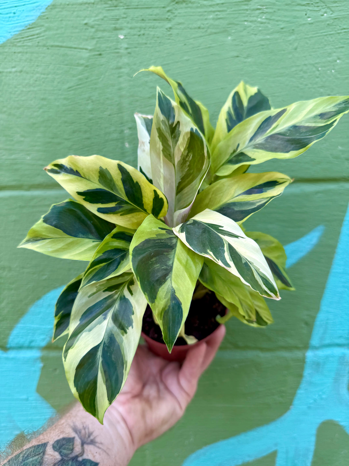 4" Calathea louisae 'Thai Beauty' ('Yellow Fusion') - Canopy Plant Co.