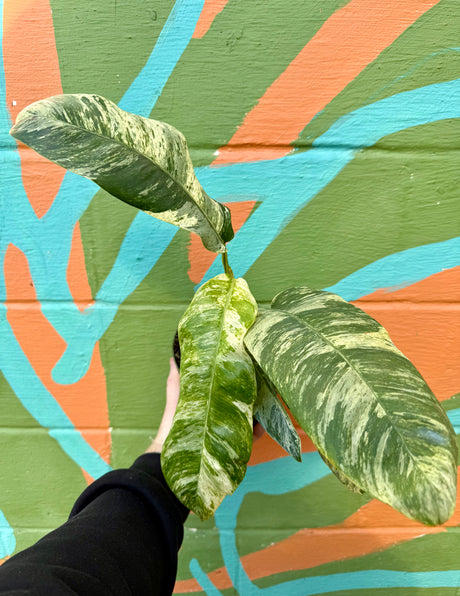6” Epipremnum giganteum variegated - Canopy Plant Co.