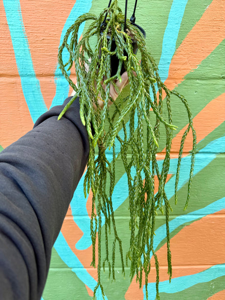 4" Huperzia carinata 'Soi Dragon' hanging basket - Canopy Plant Co.