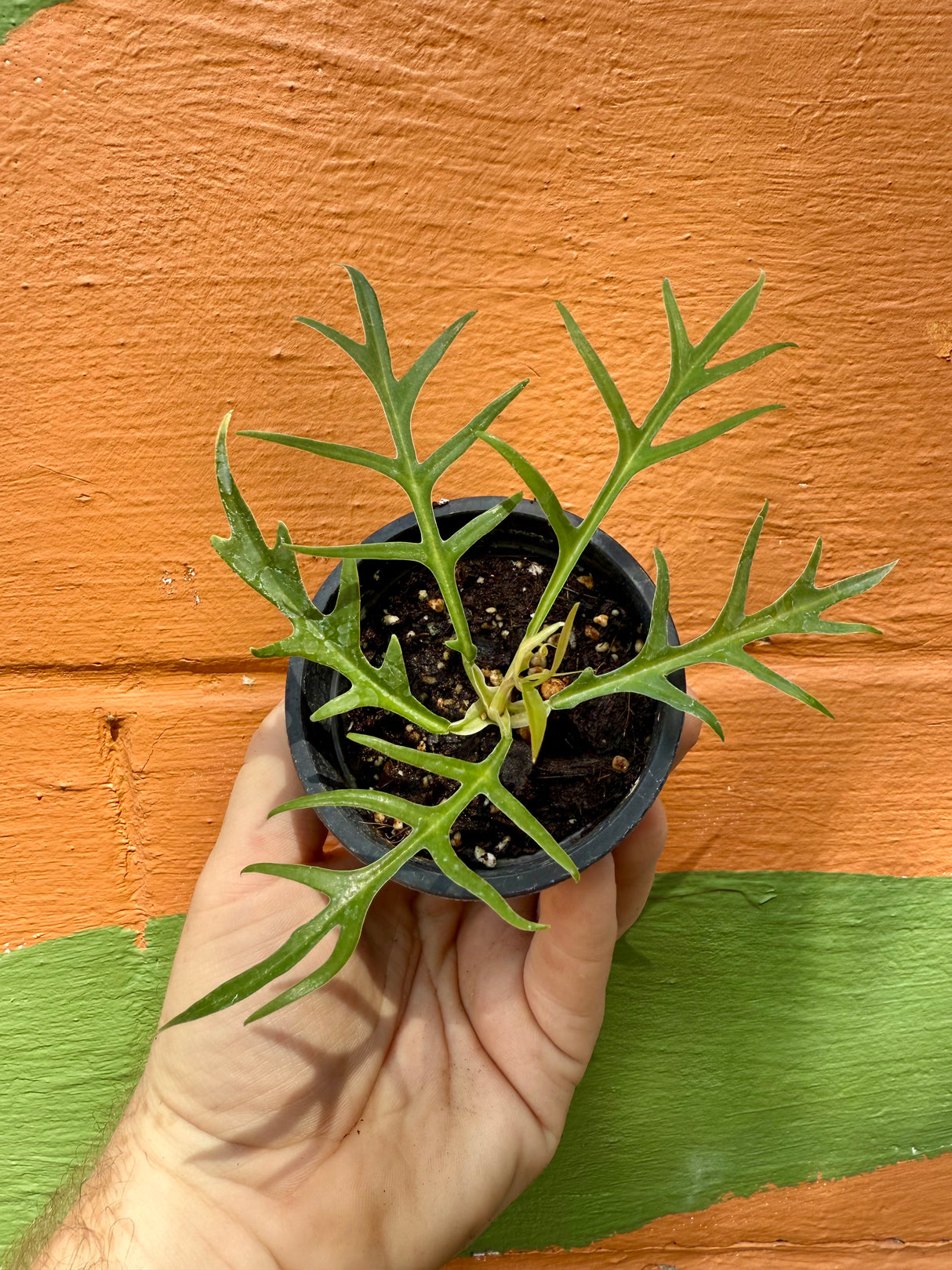 3” Philodendron tortum