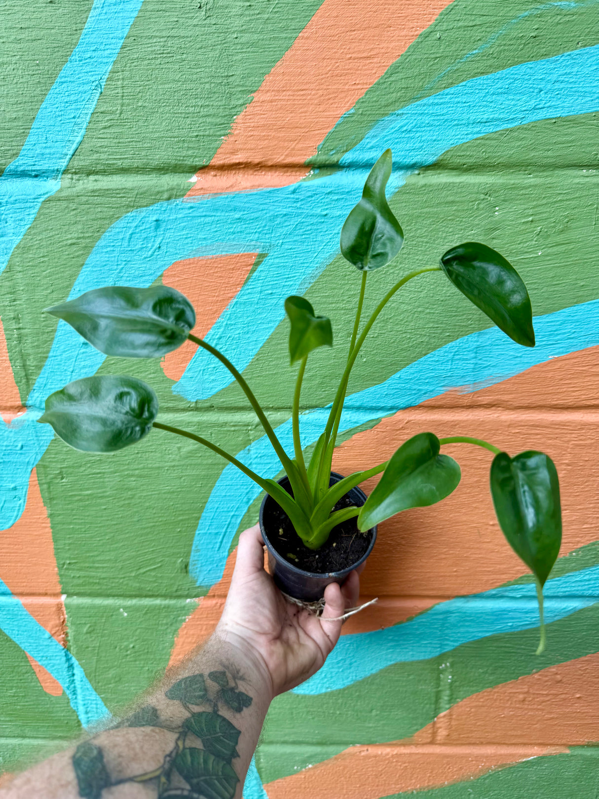 4" Alocasia Tiny Dancer