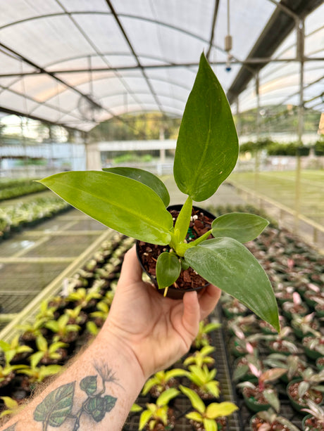4" Philodendron martianum ‘Fat Boy’ - Canopy Plant Co.