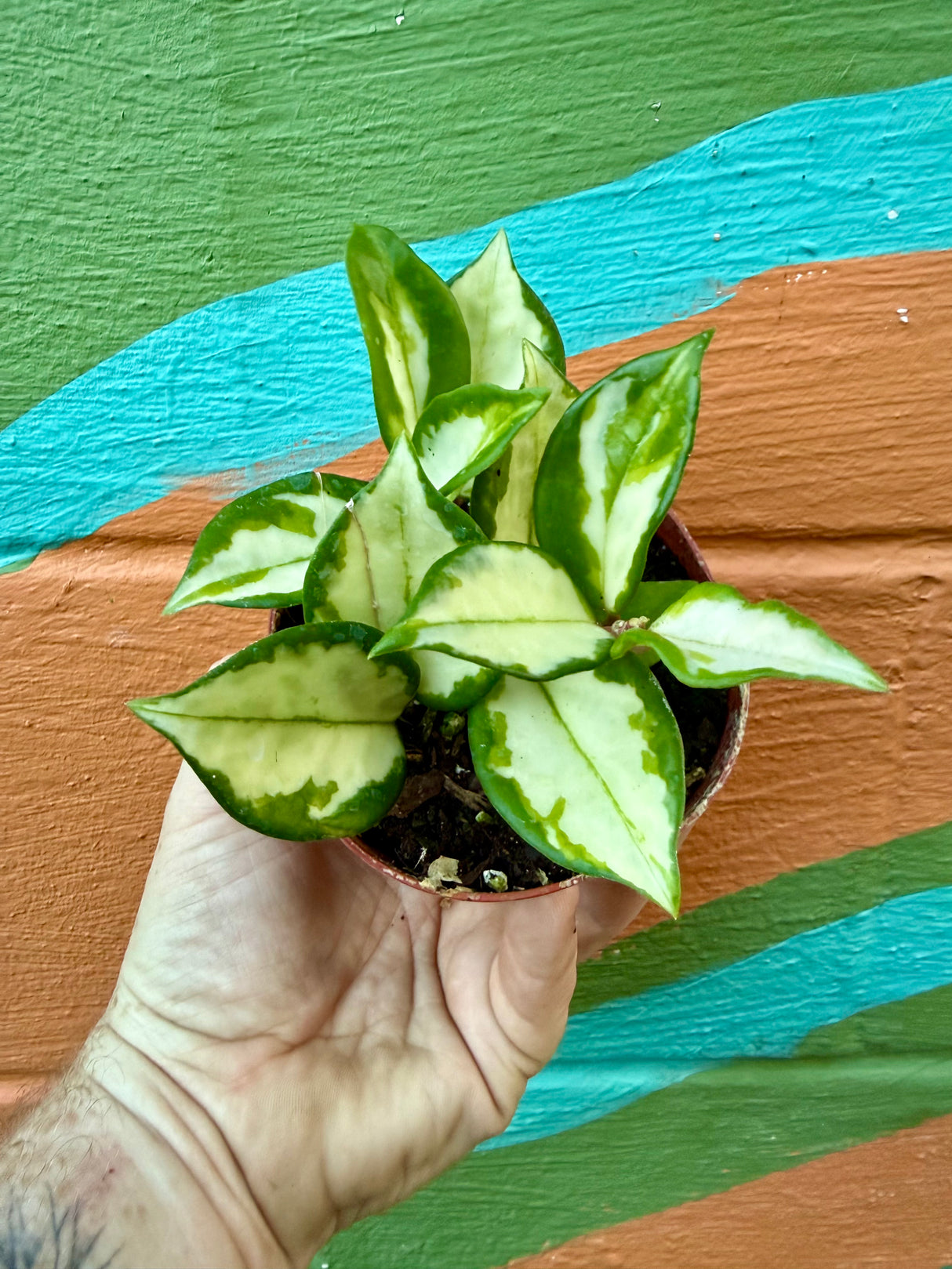 4" Hoya ‘Krimson Princess’ - Canopy Plant Co.