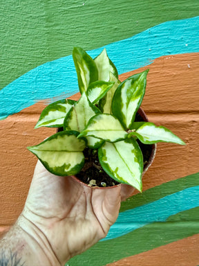 4" Hoya ‘Krimson Princess’ - Canopy Plant Co.