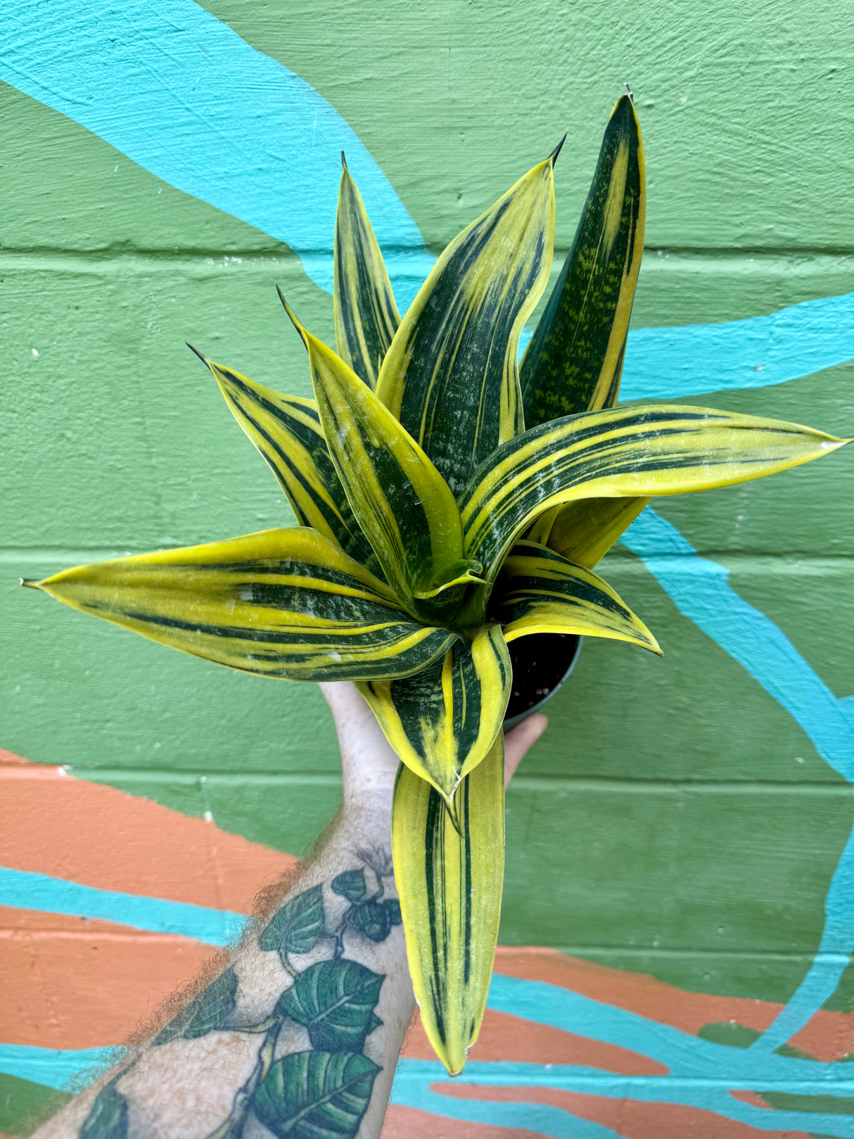 6” Sansevieria ‘La Rubia’ - Canopy Plant Co.