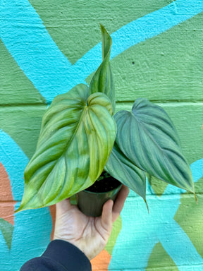 4” Philodendron sp. Colombia ‘El Guapo’ - Canopy Plant Co.