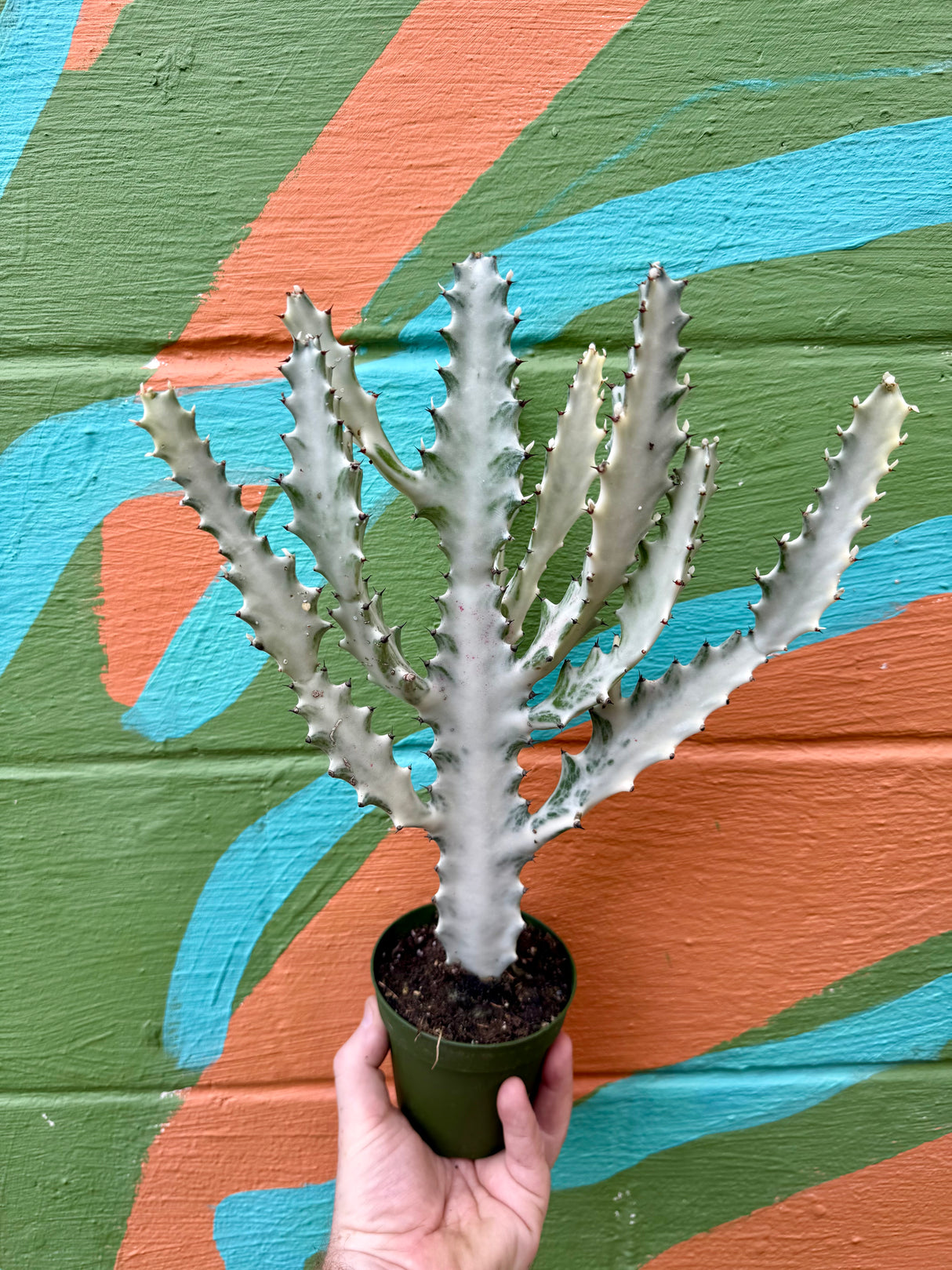 4" Euphorbia lactea 'Ghost Cactus'