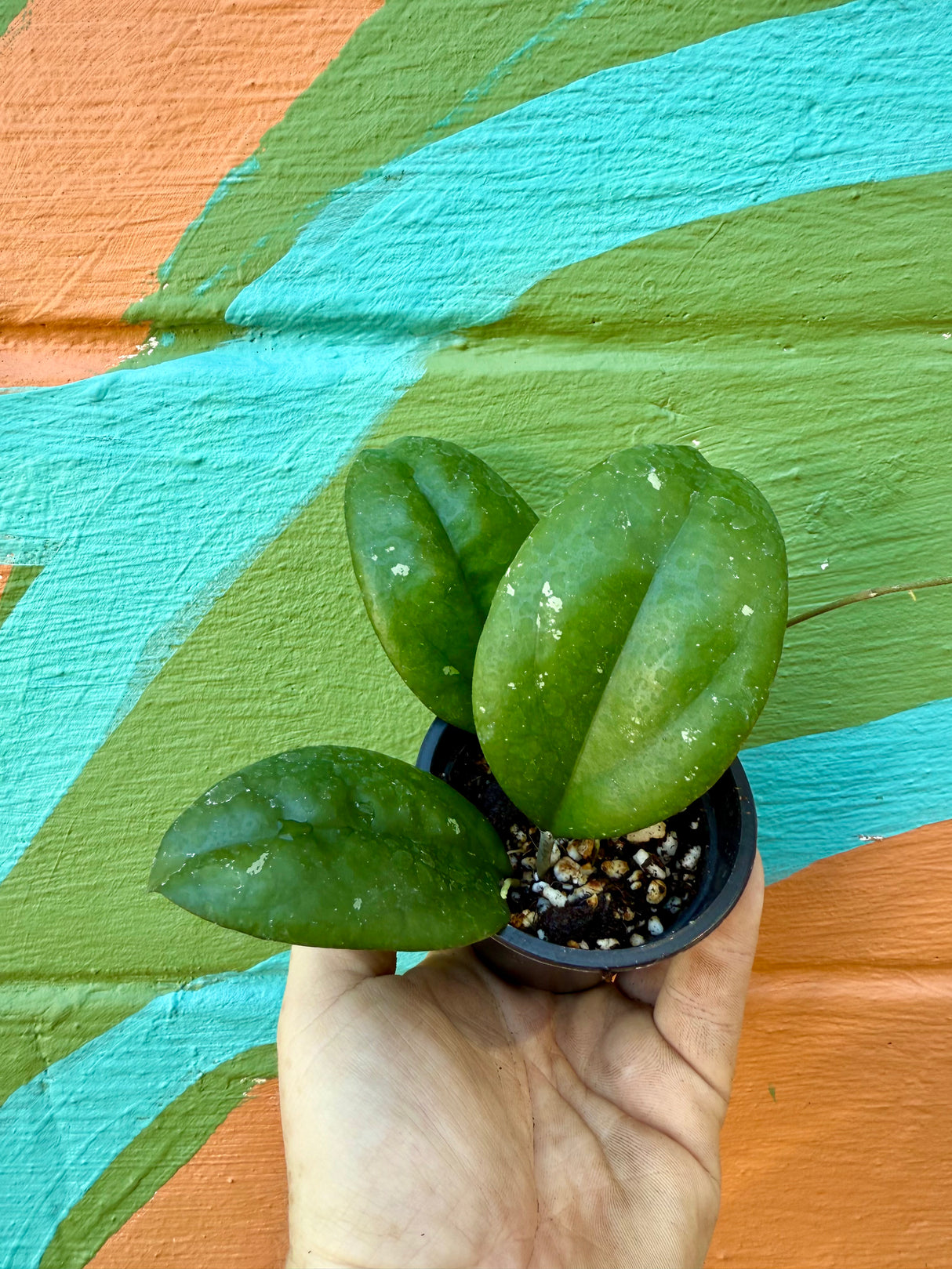 3” Hoya 'Noelle' (vitellinoides x vitellina)