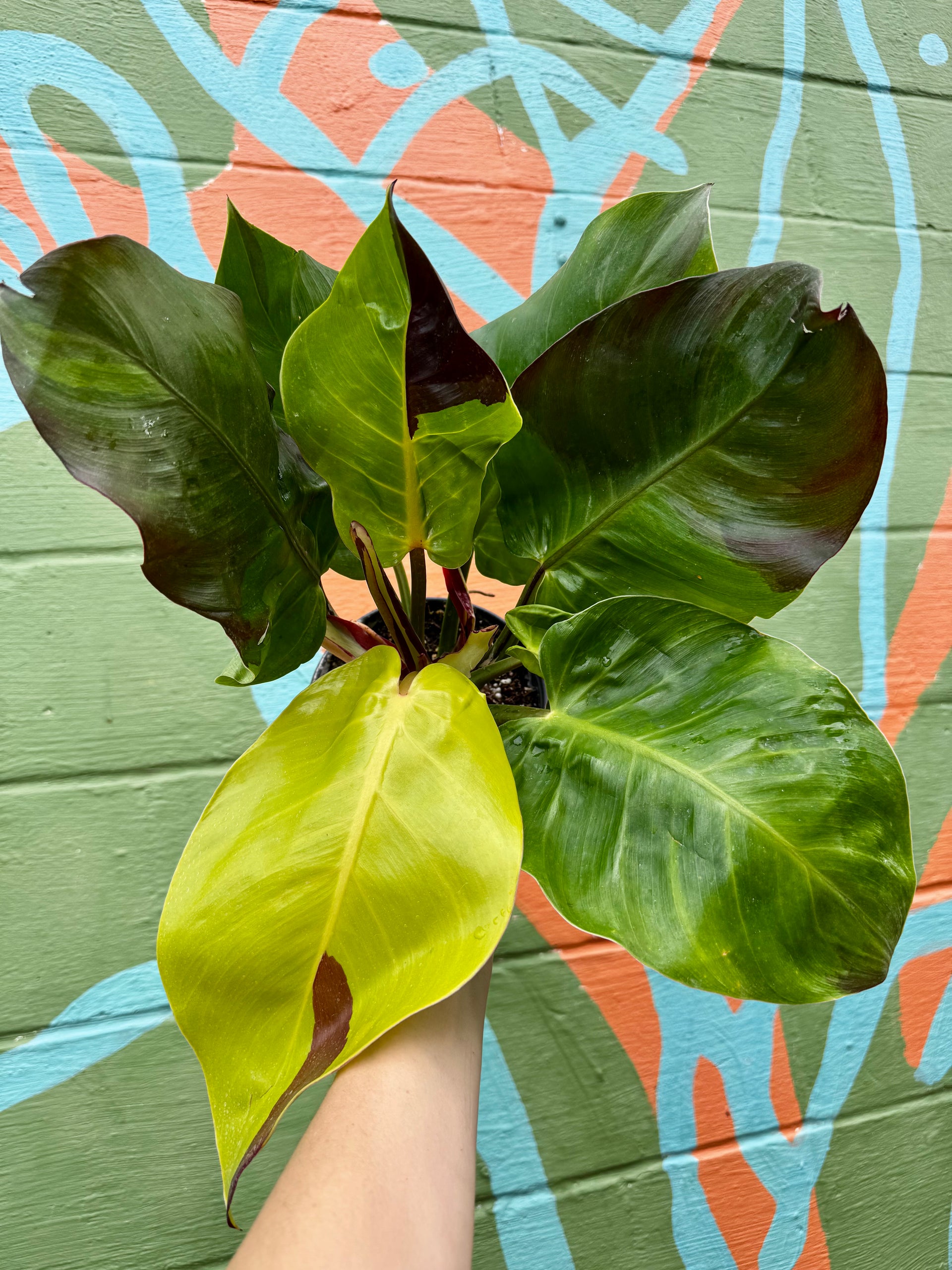 moonglow philodendron 6" Philodendron 'Red Moon' – Canopy Plant Co