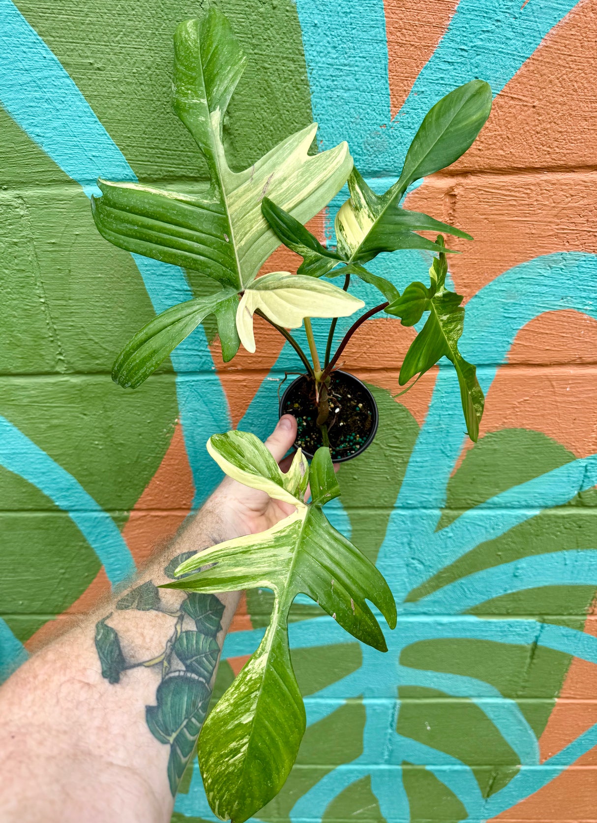 4” Philodendron ‘Florida Beauty’