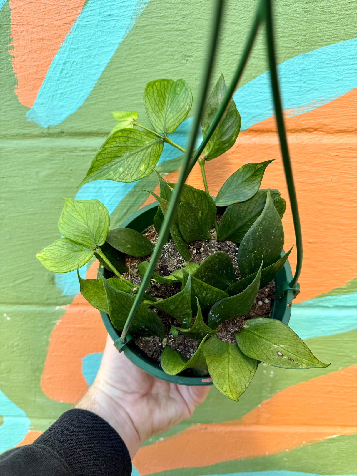 6" Hoya polyneura hanging basket - Canopy Plant Co.