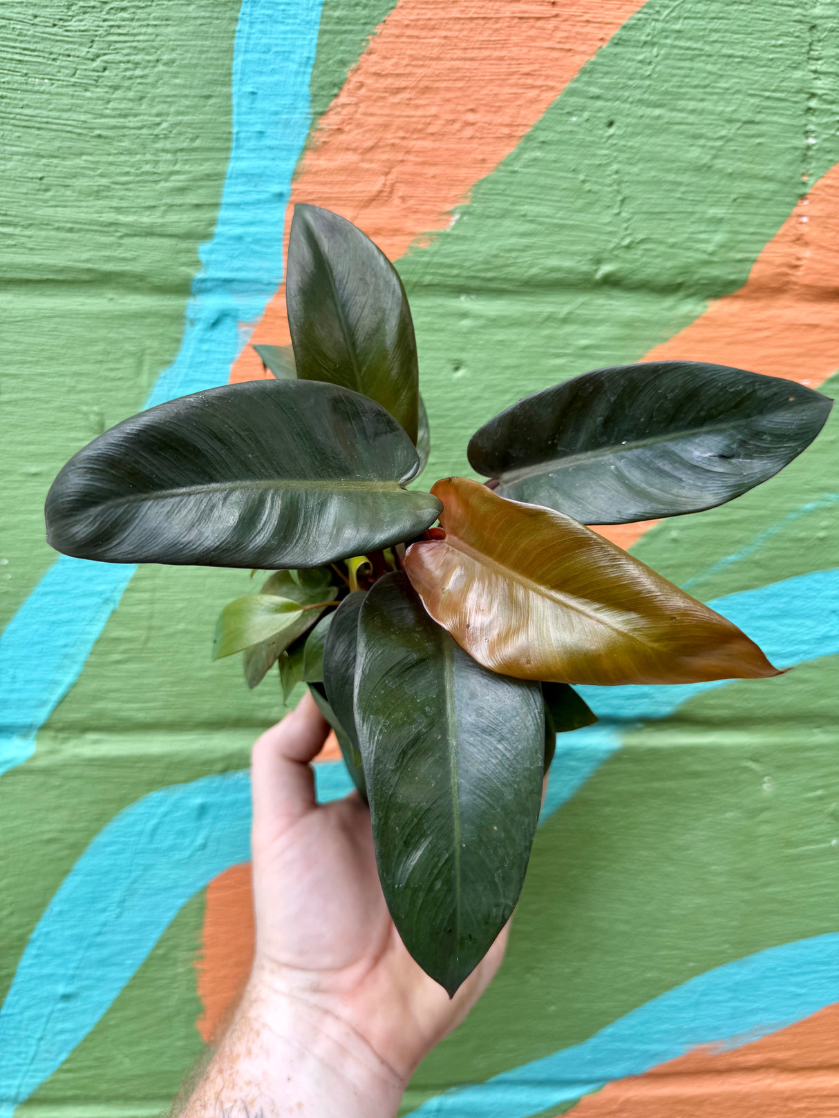 4" Philodendron ‘Black Cardinal’ - Canopy Plant Co.