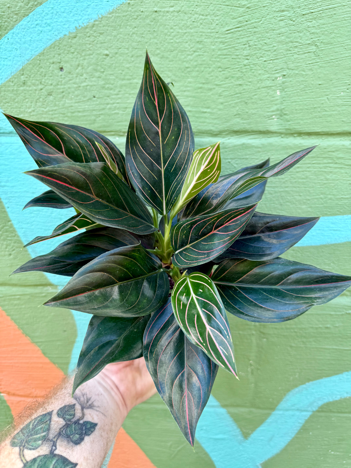 4” Aglaonema 'Red Vein'