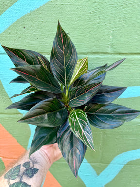 4” Aglaonema 'Red Vein' - Canopy Plant Co.