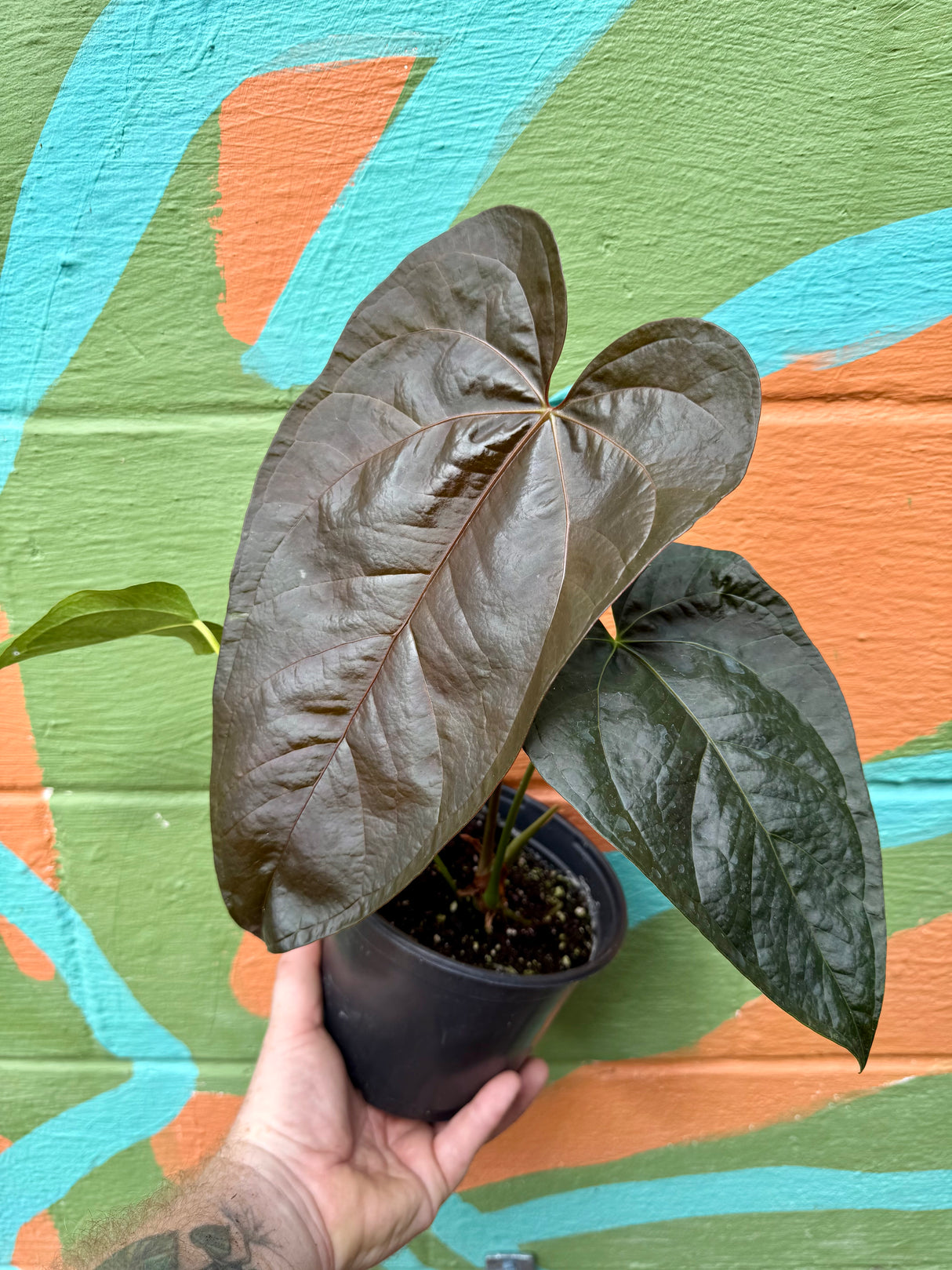6" Anthurium ‘Queen of Hearts’