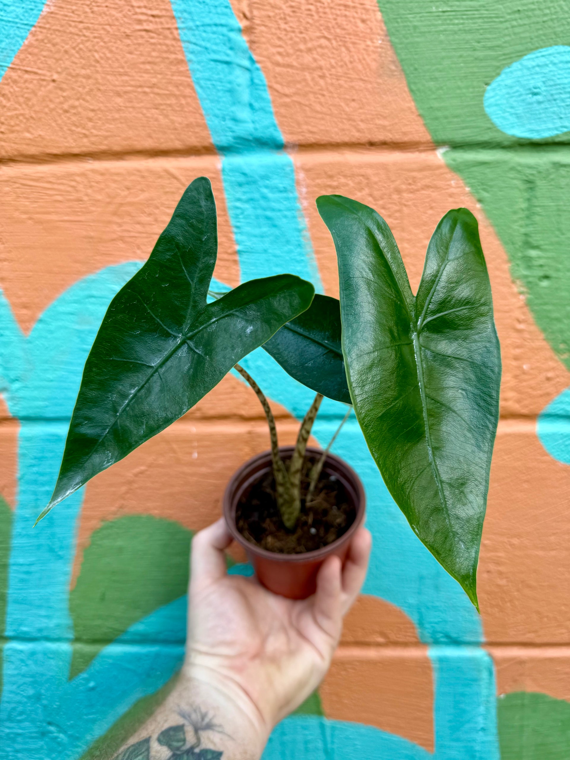 Alocasia ‘Zebrina’ 4”