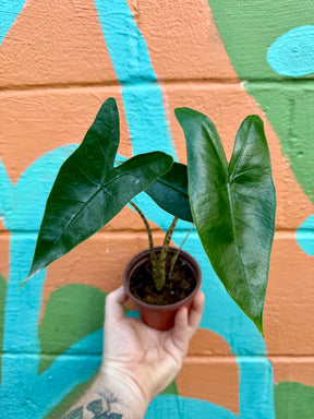 4” Alocasia 'Zebrina' - Canopy Plant Co.