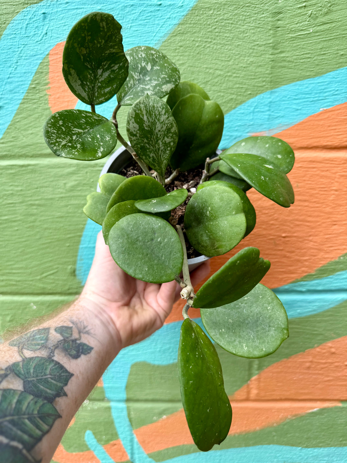 6" Hoya obovata