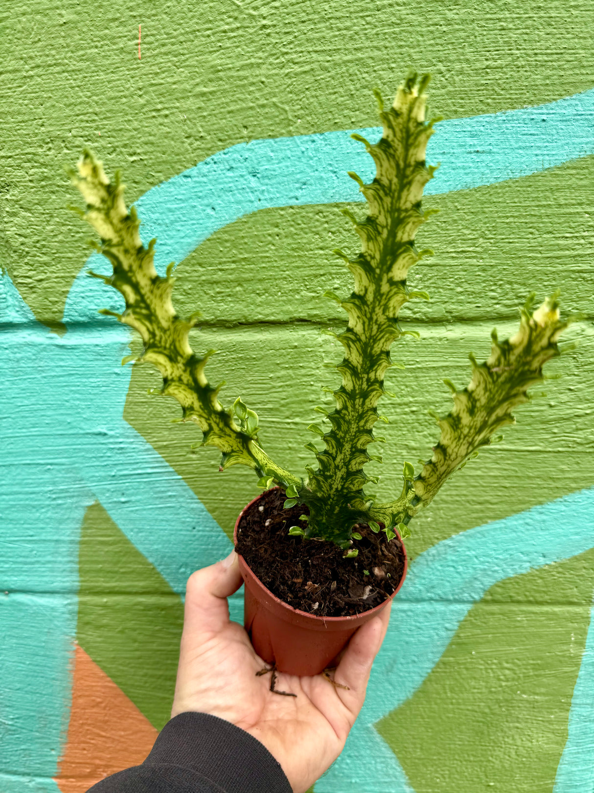 4” Euphorbia ‘Mint Cream’