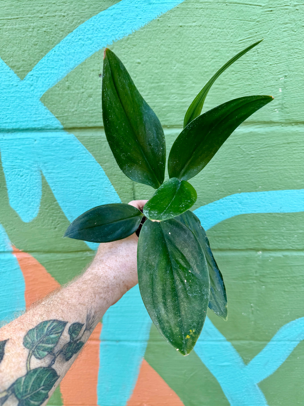 2” Scindapsus treubii 'Dark Form'