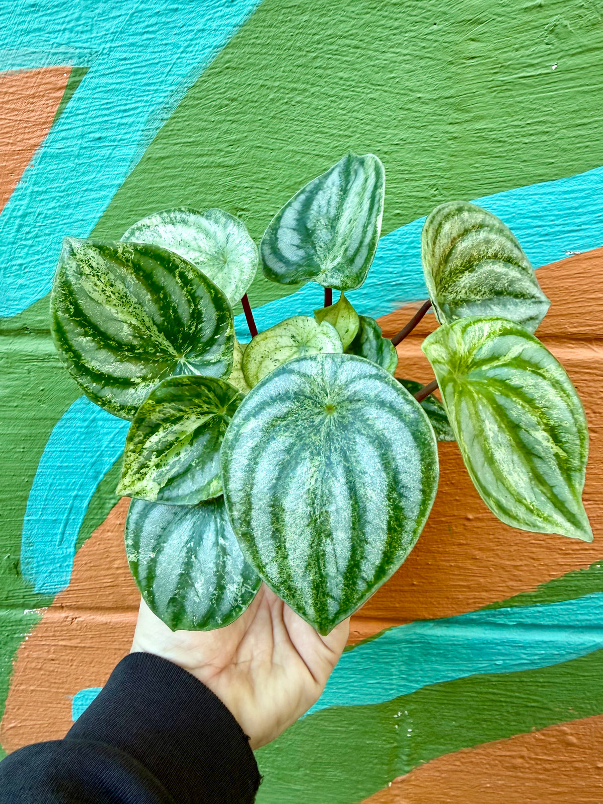 4” Peperomia ‘Gold Dust’ (variegated Watermelon) - Canopy Plant Co.