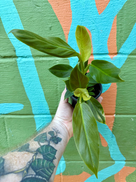 philodendron cruentum subhastatum 4” Philodendron subhastatum – Canopy Plant Co