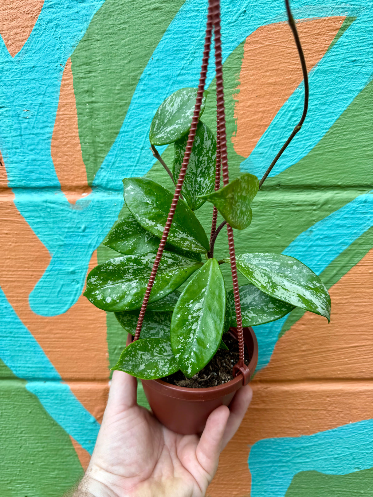 4" Hoya pubicalyx 'Splash' hanging basket