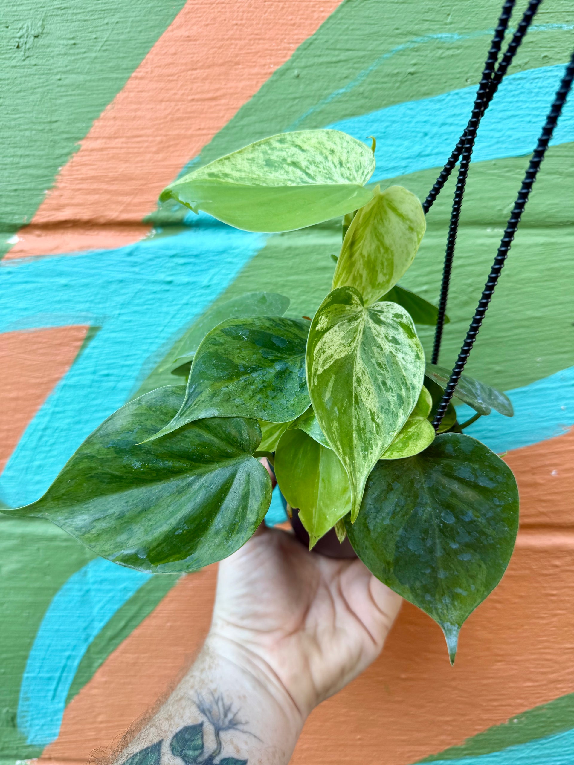 4” Philodendron hederaceum variegated 'Heart Leaf' hanging basket – Canopy  Plant Co