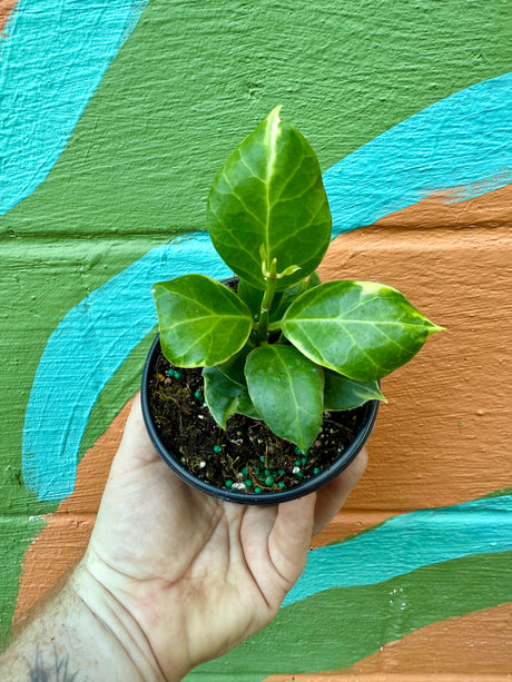 4" Hoya ‘Obscura’ outer variegated - Canopy Plant Co.