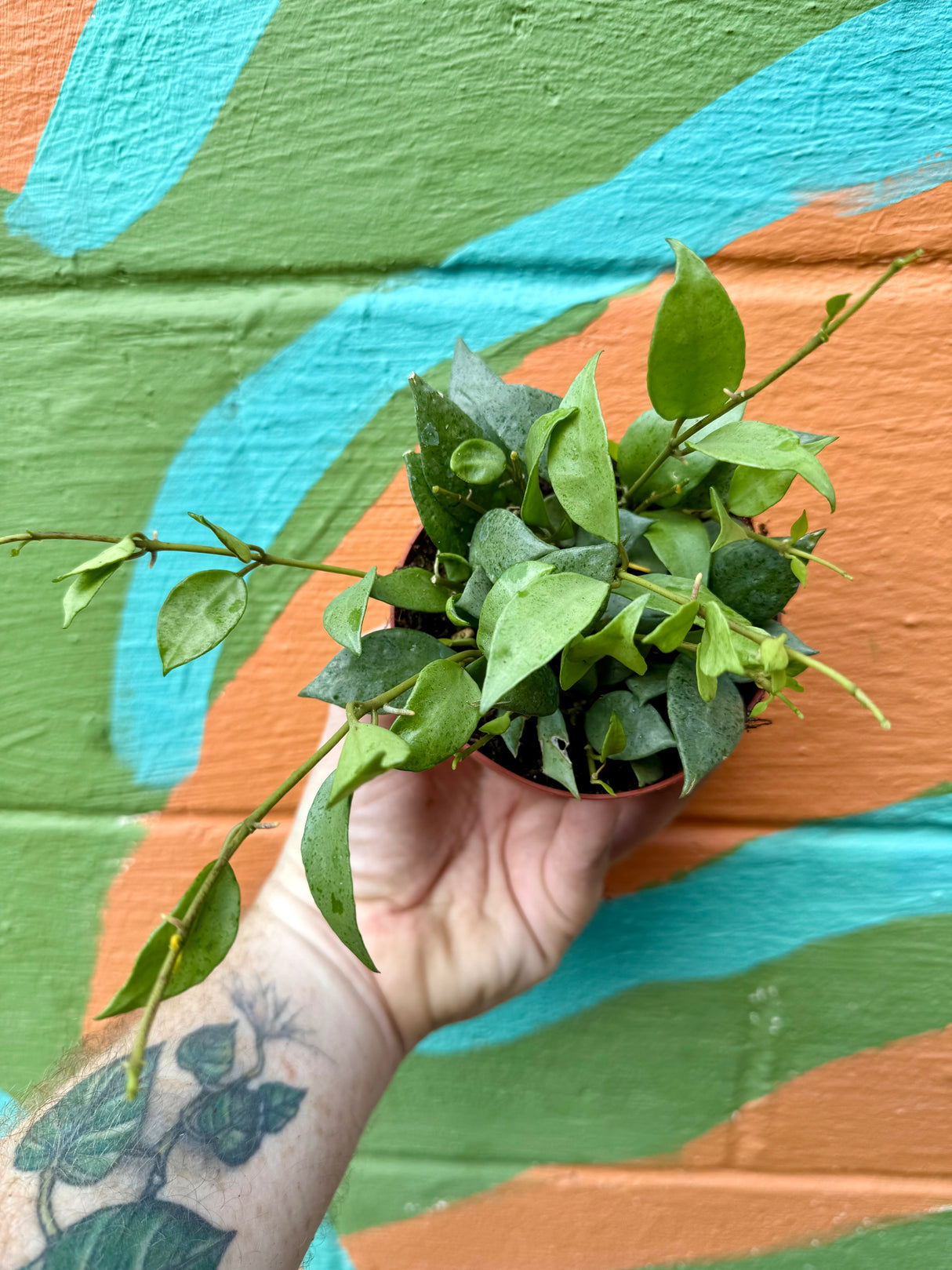 4" Hoya lacunosa 'Mint' - Canopy Plant Co.