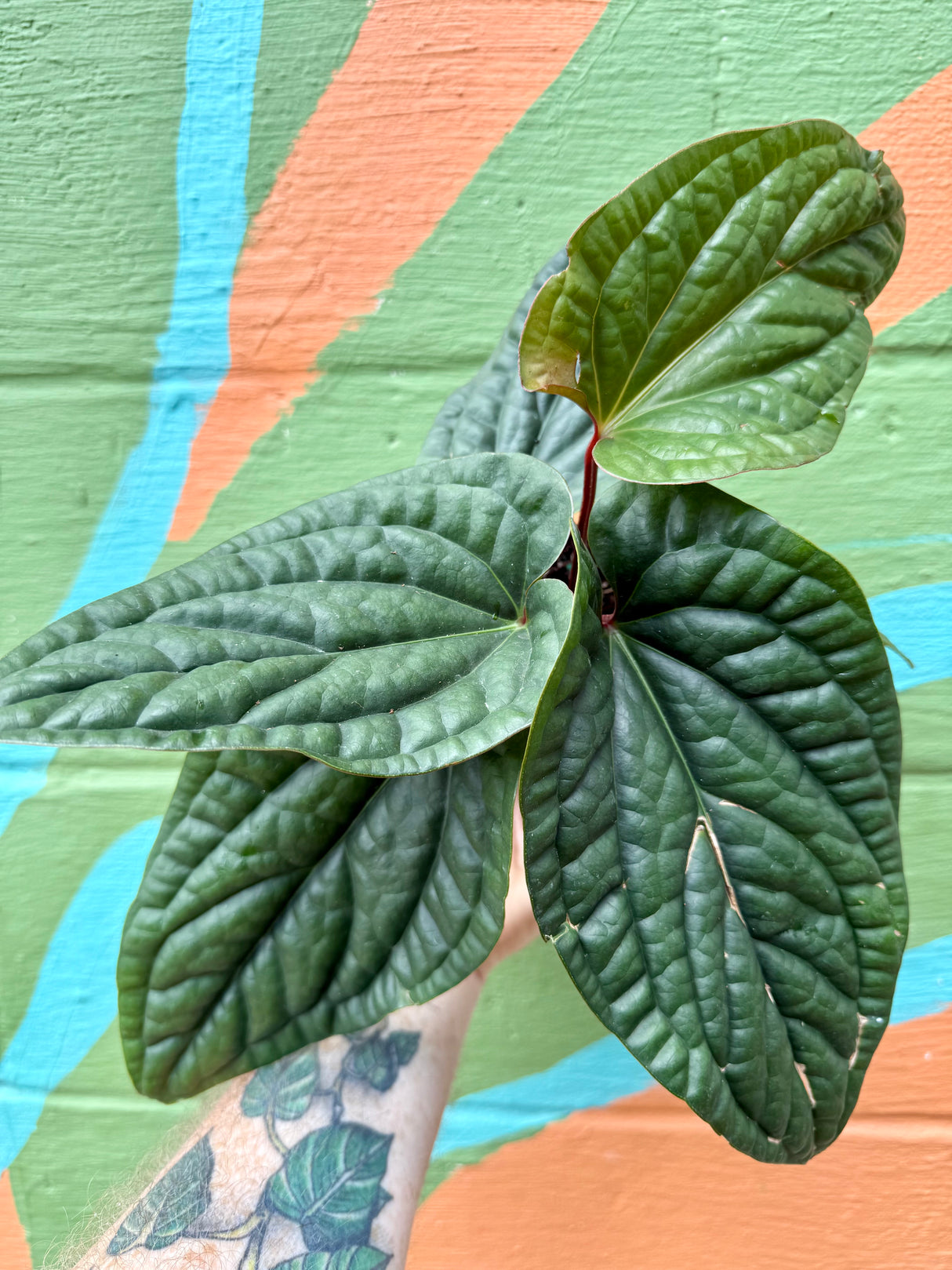 4” Anthurium radicans x luxurians - Canopy Plant Co.