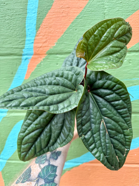 4” Anthurium radicans x luxurians - Canopy Plant Co.