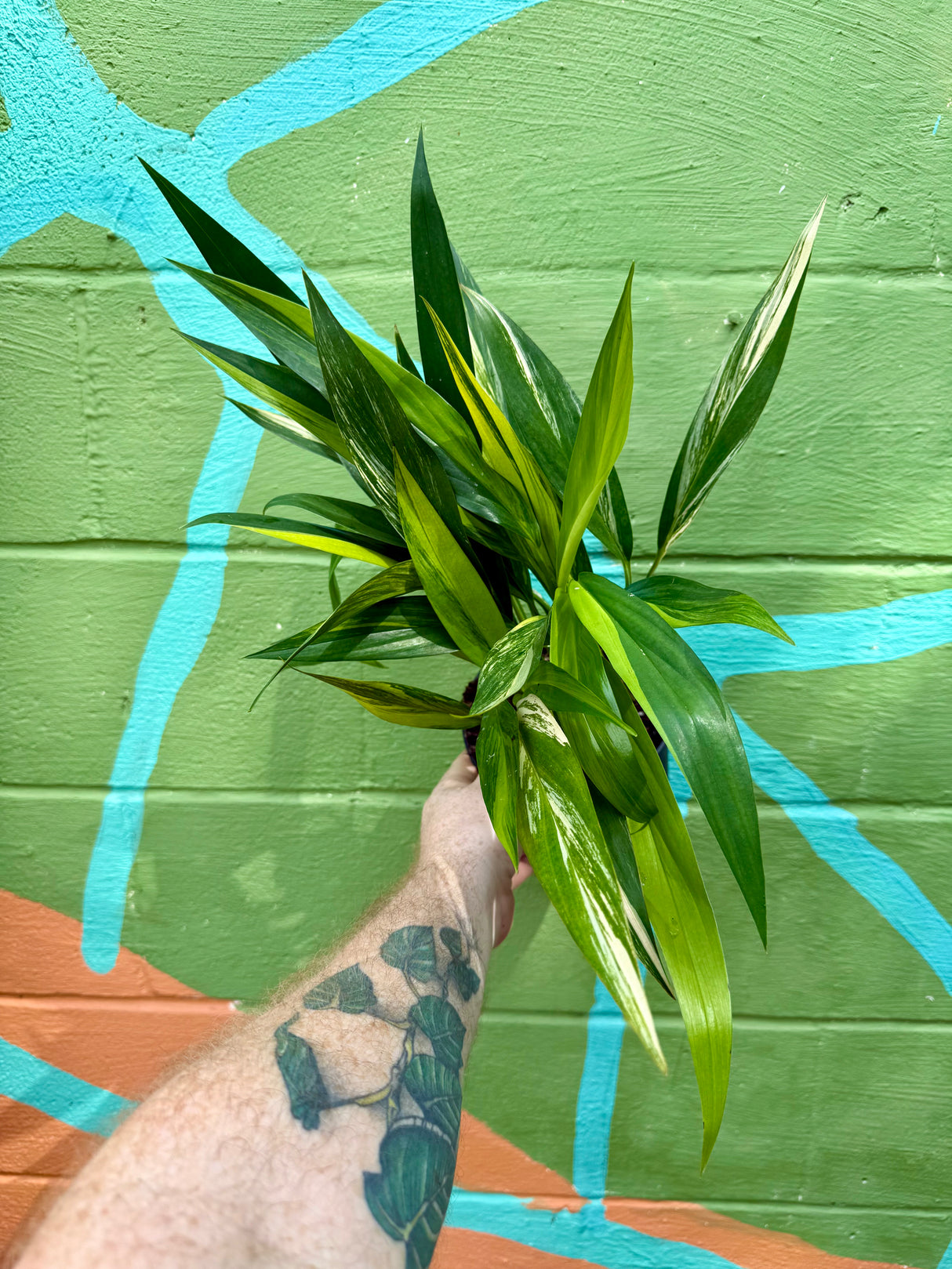 6" Epipremnum amplissimum variegated
