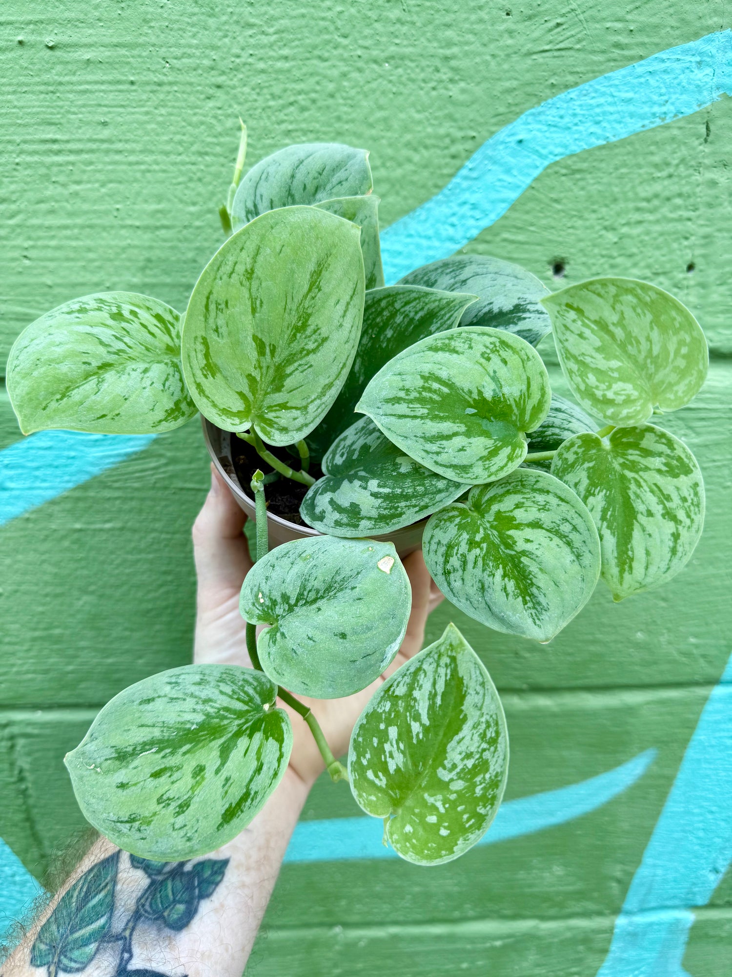 pothos danza ciega 5" Scindapsus 'Nangga Seni' – Canopy Plant Co