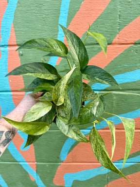 6” Epipremnum pinnatum 'Jungle Mint' - Canopy Plant Co.