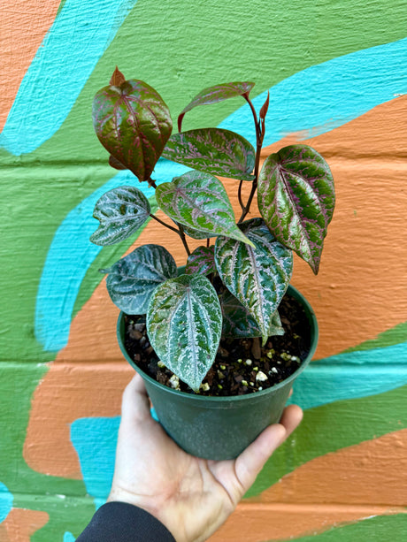 6” Piper crocatum - Canopy Plant Co.