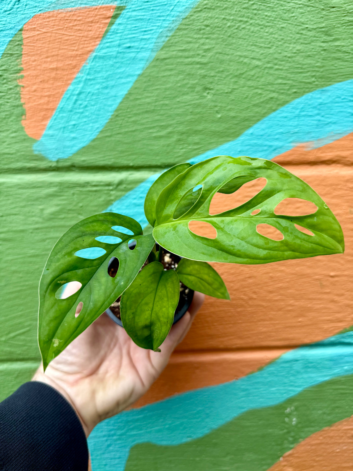 3” Monstera 'Esqueleto'