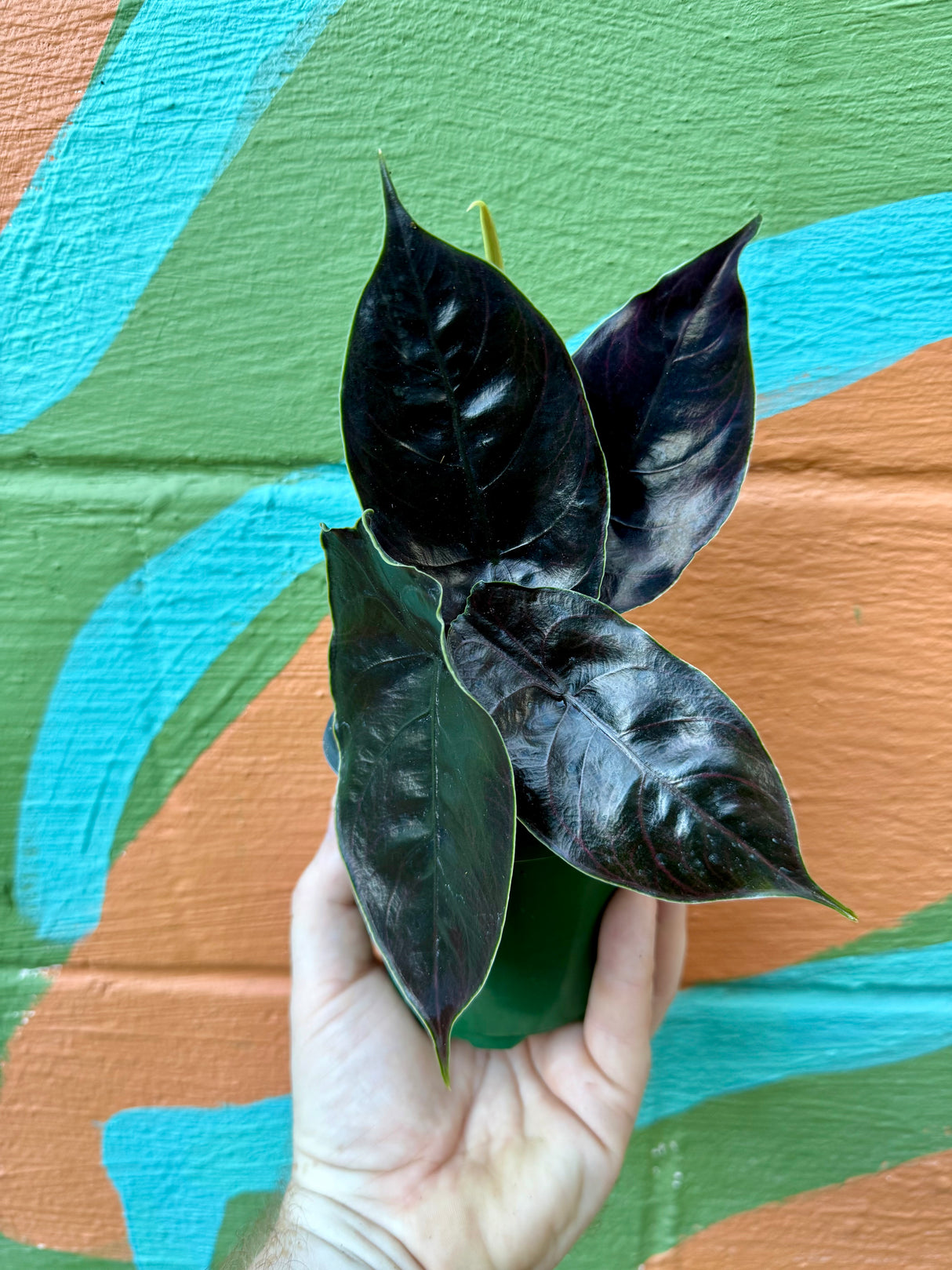 4" Alocasia azlanii - Canopy Plant Co.