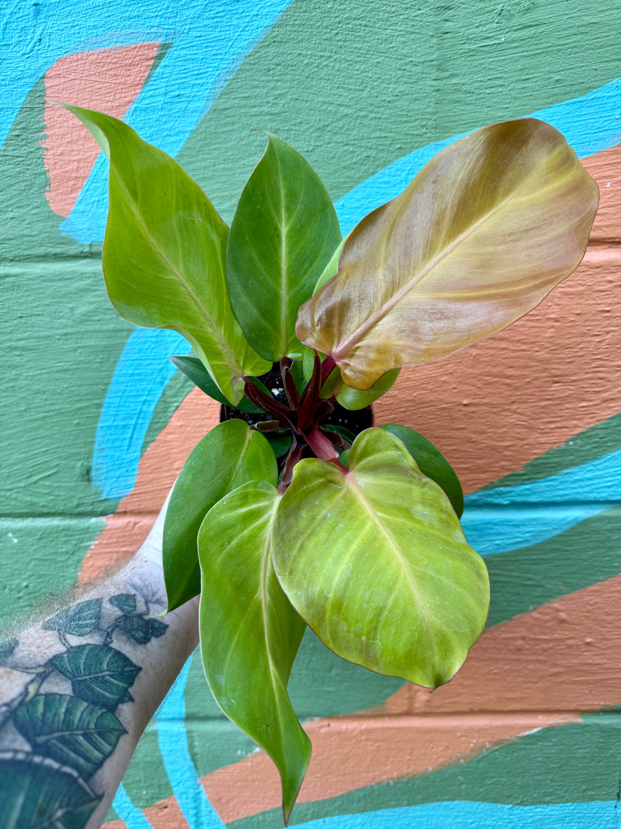 4" Philodendron 'McColley's Finale'