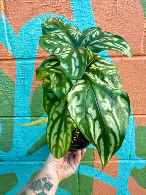 5” Cercestis mirabilis - Canopy Plant Co.