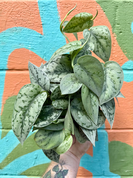 6" Scindapsus 'Silver Lady' - Canopy Plant Co.
