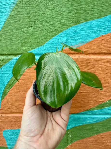3" Philodendron grazilae 'Sparkling Heart' - Canopy Plant Co.
