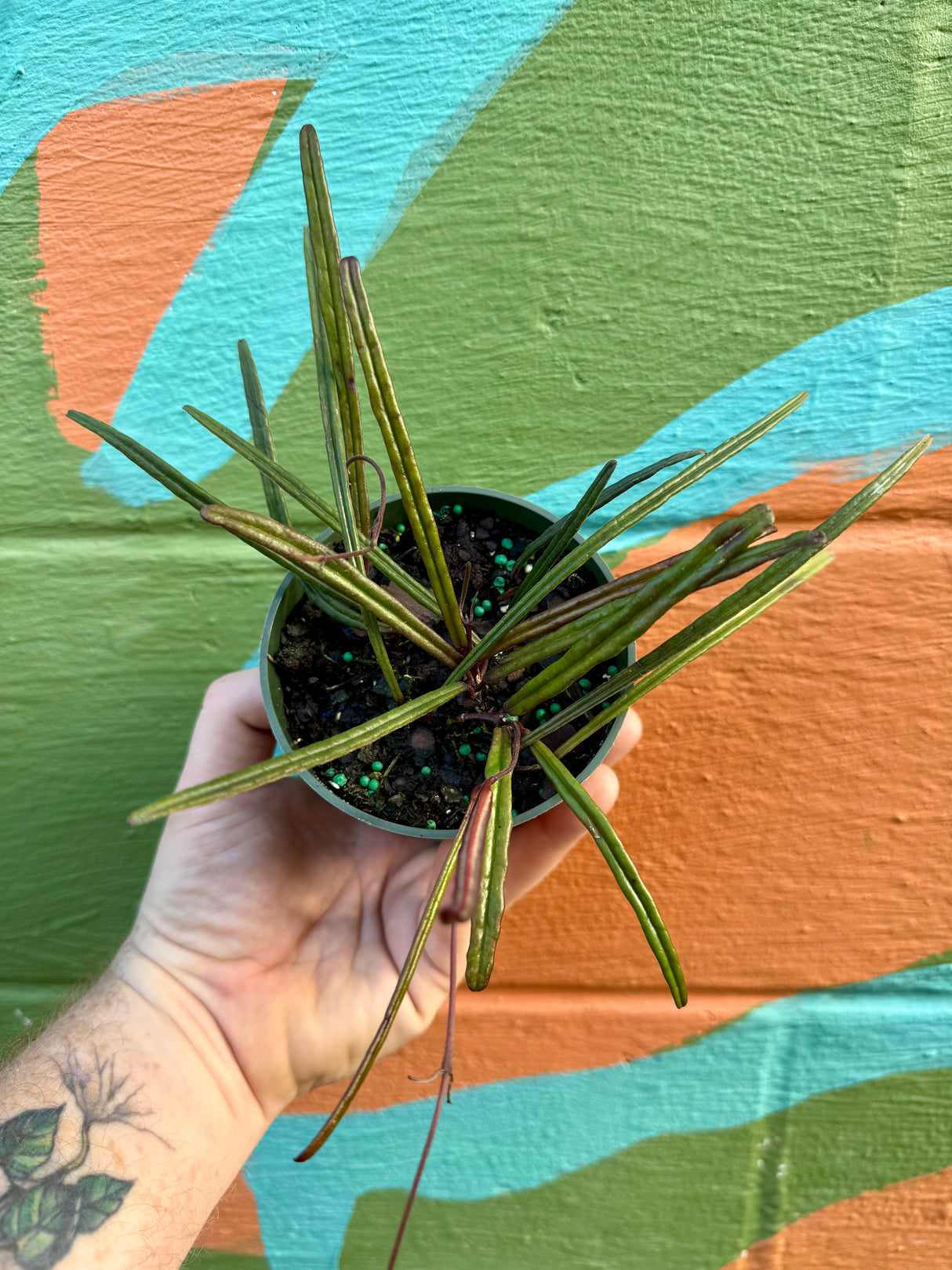 4” Hoya insularis - Canopy Plant Co.