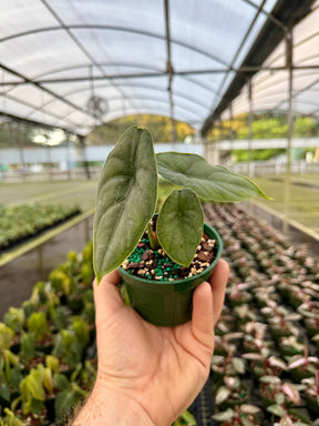 4” Alocasia puncakborneensis - Canopy Plant Co.